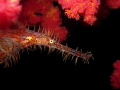   Ornate ghost pipefish  